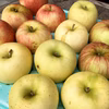 【訳アリだからお得】おまかせりんご 家庭用3品種食べ比べ 農薬5割減葉とらず栽培