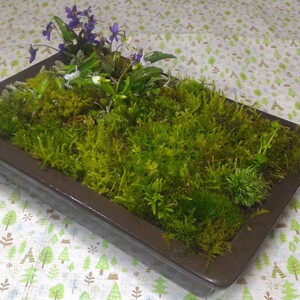 【特選・苔盆栽】【直径約23cm×約15cm 高さ約6cm】【内容量１ヶ】【