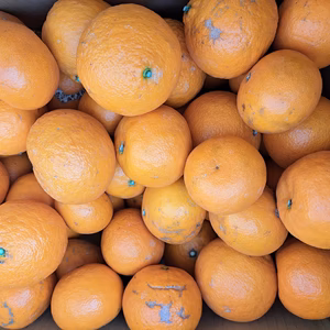 新鮮カラ♪家庭用三重県御浜町阿田和産☆とっても濃い味☆南紀カラマンダリン