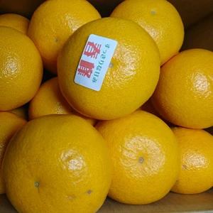 【4月】本家の春峰（秀品）｜食感がたまらない爽やかな甘み｜サイズミックス