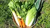 信州　鍋用野菜セット 8品目【農薬・化学肥料不使用】