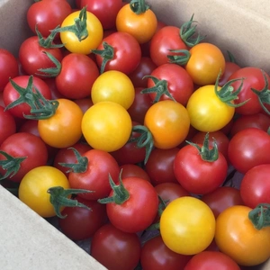 ☆共同購入に…お勧め‼︎《3色の美トマト×2箱》くす美トマト農園