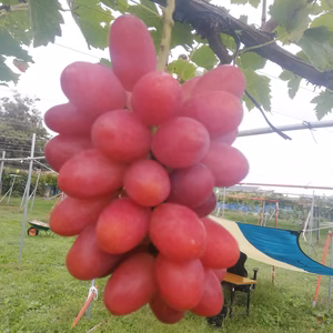 ブドウ　リザマート　約2kg