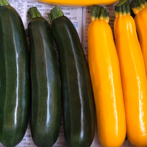 農薬、化学肥料不使用ズッキーニ緑と黄色のセット！（1.8キロ）