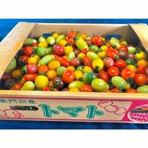 朝採れカラフルミニトマト