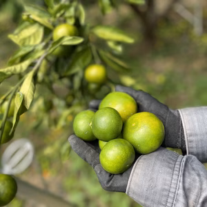 【訳あり出品】フレッシュな酸味のグリーンみかん‼︎中山農園の摘果みかん