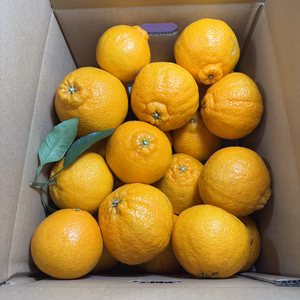 【有田みかん】果汁たっぷり！不知火デコ【また旅みかん】