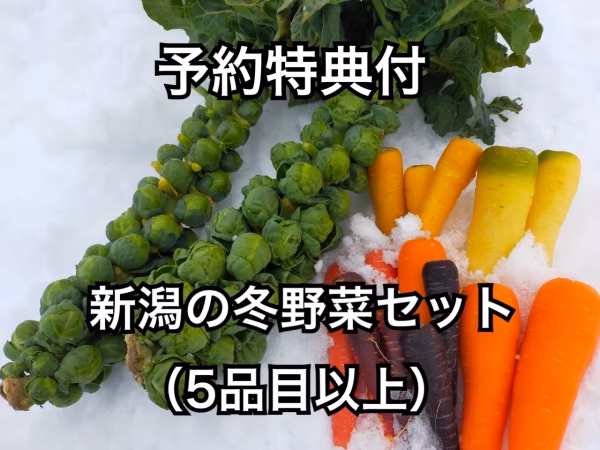 予約特典付！新潟の冬野菜セット（5品目以上）