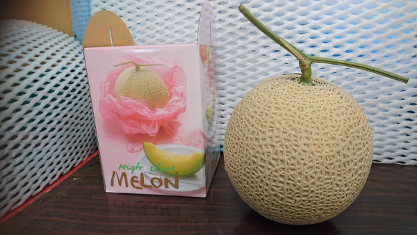 5/25～収穫予定/ 日本のひなた宮崎の アールスメロン  赤       