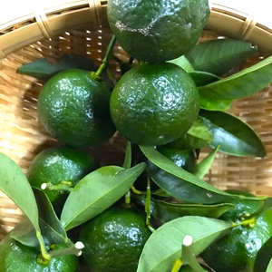 【栽培期間中農薬不使用】熊本産シークワーサー