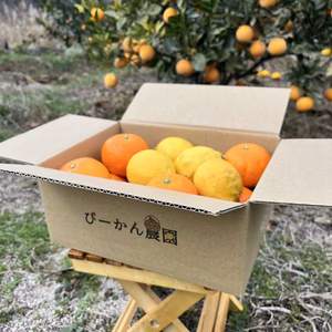 【福袋2025】愛媛県産柑橘お得セット☆伊予柑・レモン