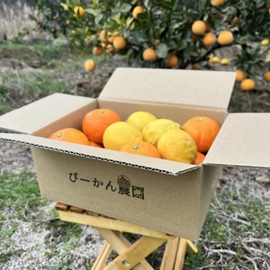 【福袋2024】愛媛県産柑橘お得セット☆伊予柑・レモン