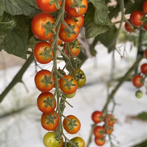 加工用2.8kg 訳あり2.8kg