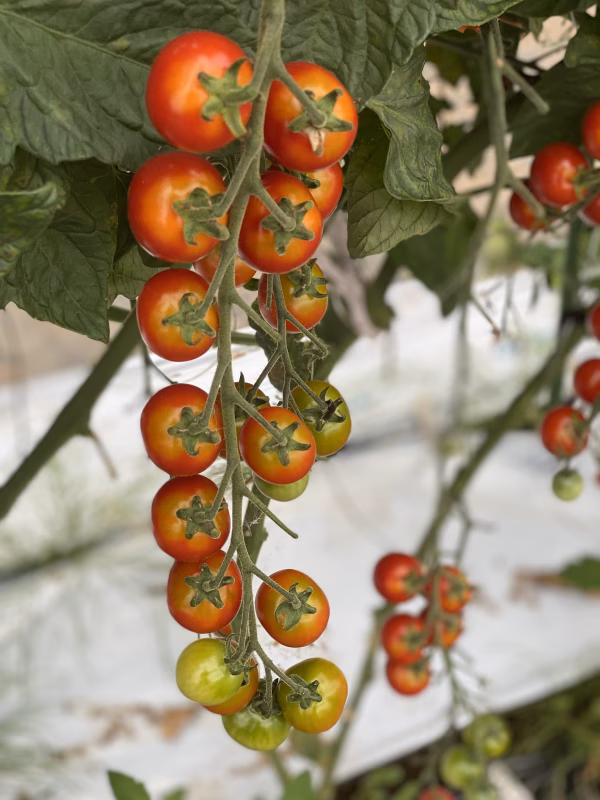 加工用2.8kg 訳あり2.8kg