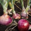 淡路島産　赤玉ねぎ苗　100本　品種　くれない