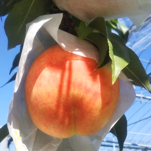 8月下旬~ 濃厚な甘さが特徴の桃【あぶくま】家庭用 5~9玉 1.5kg