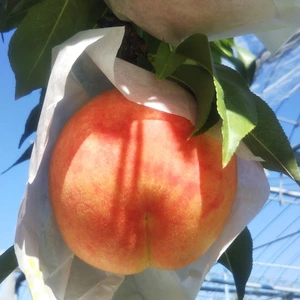 8月~ 濃厚な甘さが特徴の桃【あぶくま】家庭用 5~9玉 1.5kg