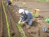 《訳あり》本場下仁田産！　下仁田ネギ　2㎏