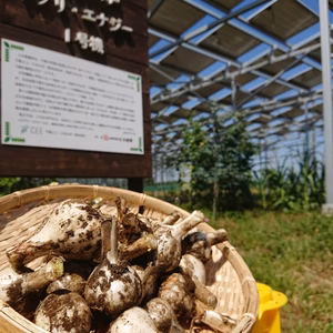 旬の今だけ！！　千葉県　千葉市産　生にんにく　1㎏