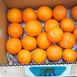 家庭用Ｂ品 樹上完熟まどんな【愛媛果試第28号】　2キロ・３キロ・４キロ　