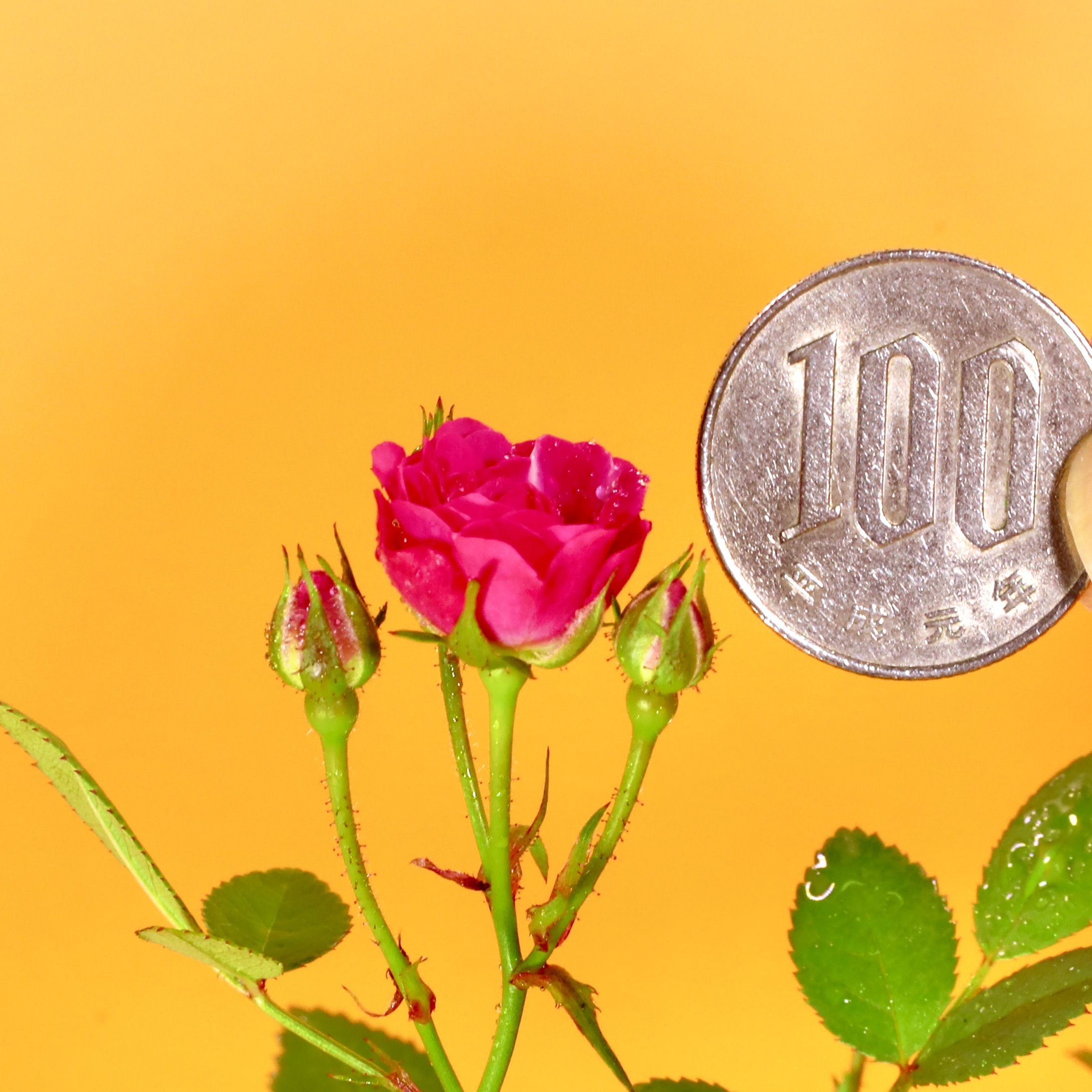 苔玉 ミニ薔薇(ミサキ) 重さ約300㌘ 高さ約30㌢