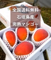 【全国送料無料‼】石垣島 極旨マンゴー2k以上（4～6玉入）