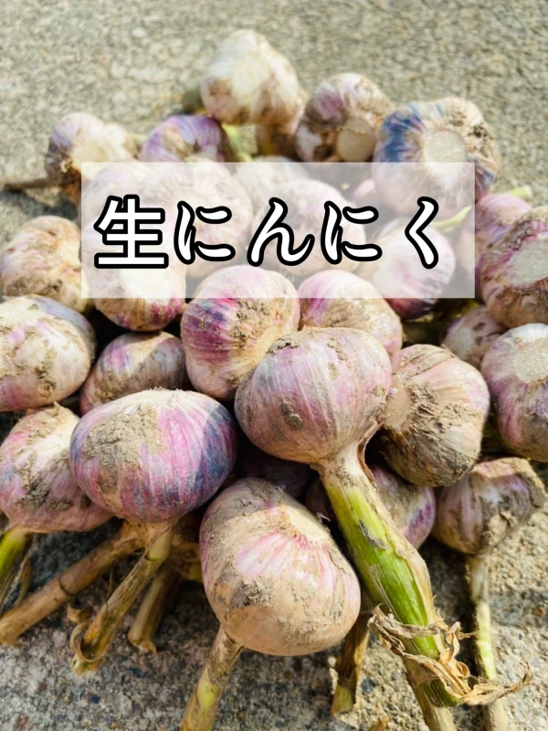 生ニンニク　山形最上伝承野菜　最上赤にんにく　☆  レターパック