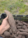 【5キロ】梨のように甘い、シャキシャキヤーコン！