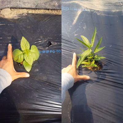 みんなの投稿の画像