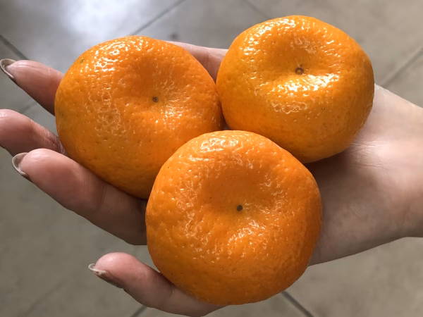 甘さは大粒、大きさは小粒の世界一小さいみかん　桜島小みかん