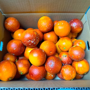 訳あり　和歌山県産　ブラッドオレンジ　モロ