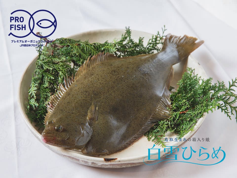 天然 ヒラメの薄造り 新鮮 1 2人前 90g 1皿 人気 島根県