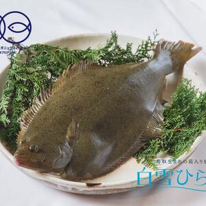 【日時指定・生食可】鳥取産「白雪ひらめ」エンガワ&骨付き5枚下ろしフィレ