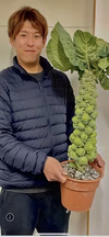 甘味たっぷり静岡芽キャベツ