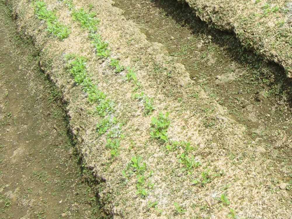 ミニ大根・赤大根　秋野菜セット