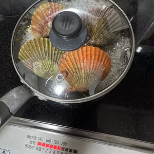 ヒオウギ貝