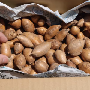 【送料一律便】熊本産インディアンのスタミナ源！甘味倍増熟成生アピオス