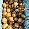 掘り立て！ほくほくの新じゃがいも5キロとビッグサイズ5キロ