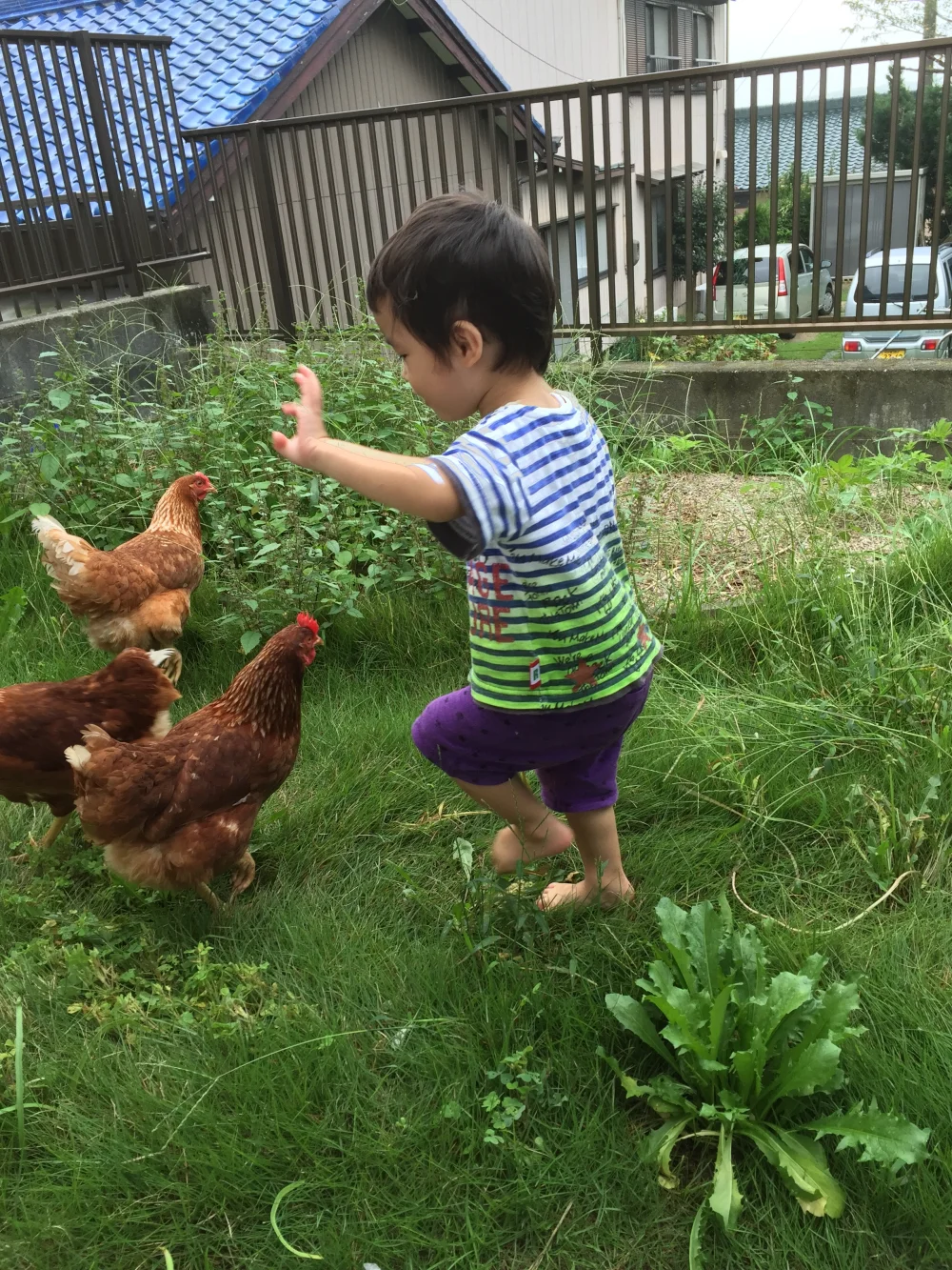 後藤もみじ 平飼い有精卵 40個