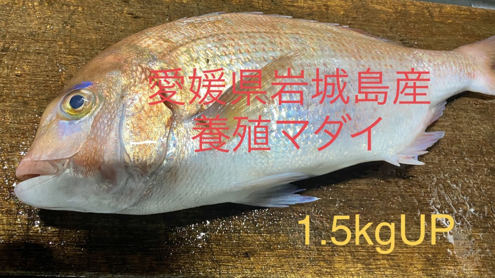 3枚おろし｜魚介類の商品詳細｜ポケットマルシェ｜産直(産地直送)通販　贈答、お祝いに】瀬戸内海しまなみ産　1.5kgサイズ　養殖マダイ　旬の果物・野菜・魚介をお取り寄せ