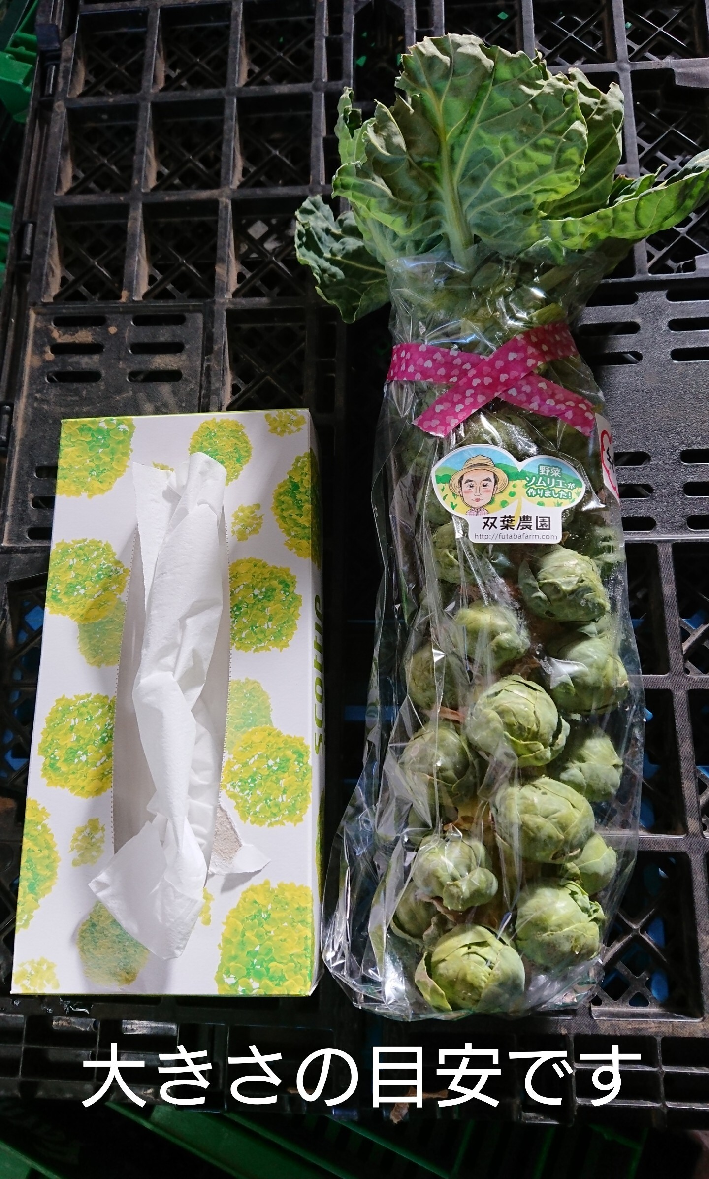 Every出演記念 Quot 株ごと芽キャベツ Quot おうちで収穫体験 野菜の商品詳細 ポケットマルシェ 産直 産地直送 通販 旬の果物 野菜 魚介をお取り寄せ