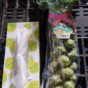 12/25まで限定出荷【クリマスで収穫体験？？】"株ごと芽キャベツ“