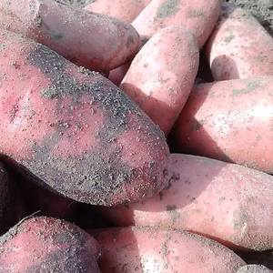 ★無農薬★南国高知の新じゃがいも　5kg