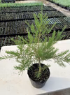 【ハーブ苗】　ティツリー 苗木