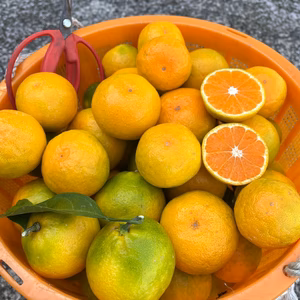 有田みかん【由良みかん】ご家庭用  2kg（箱込）送料無料