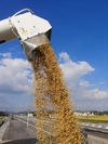令和3年産新米✩特別栽培米にこまる✩精米3,5,10kg