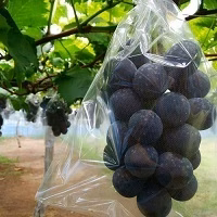 池田ぶどう農園