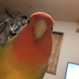 のりまっちゃよも