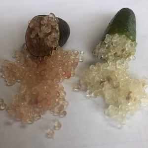 国産（森町産）フィンガーライム（フレッシュ）大口注文  