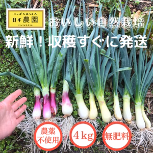 4kg自然栽培の美味しい葉玉ねぎ！ご飯が進む！お酒が進む！簡単に美味しい！